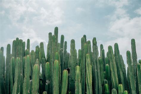 羅漢松寓意|羅漢松：珍稀樹種的奧秘與養護撇步 – 植物盆栽綠寶典